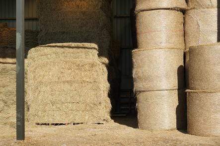 A Buyers Guide to Forage