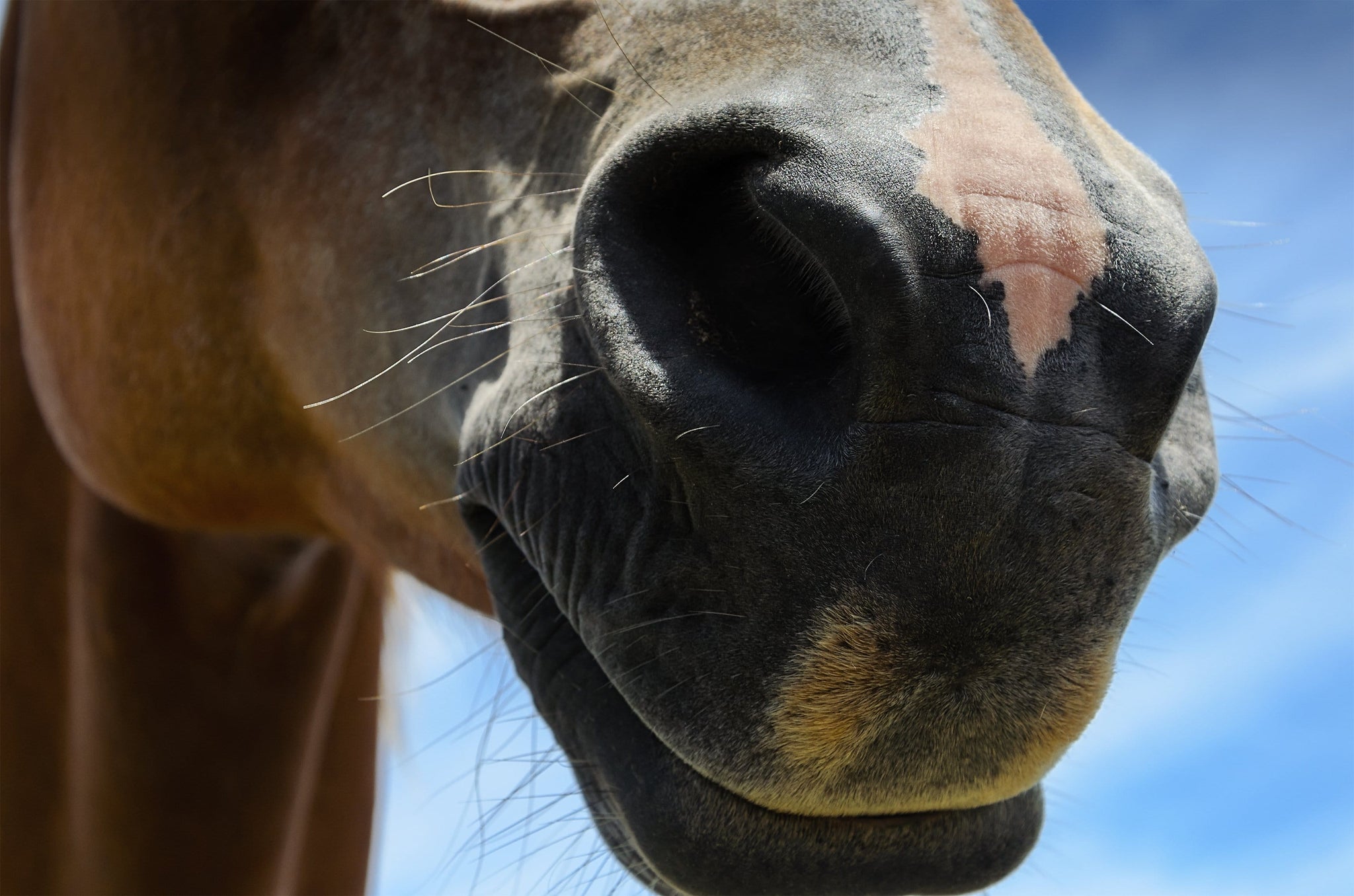 Nature publishes research revealing novel findings related to Severe Equine Asthma (sEA)